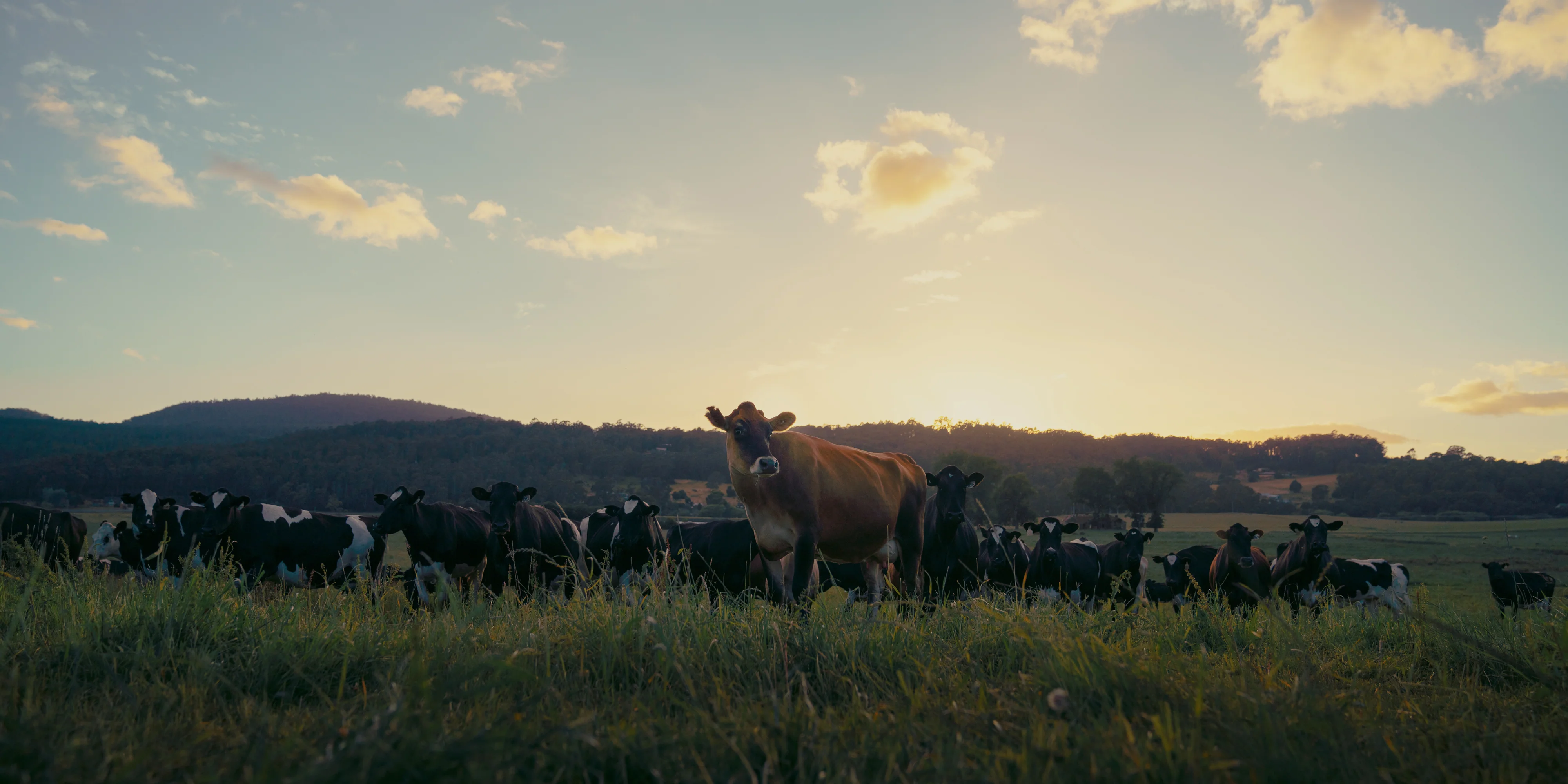 Pure Farm-to-Table Dairy Excellence